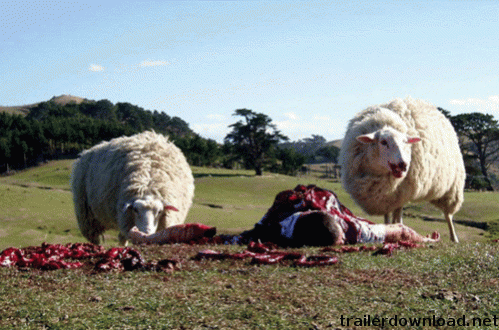 Grazing Sheep