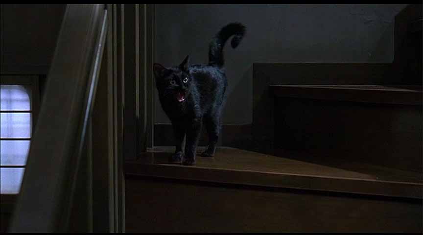 Toshio's ghost cat from THE GRUDGE