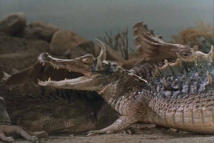 Pretending to be a dinosaur, an alligator fights a Komodo Dragon in the 'Terror on Dinosaur Island' episode of VOYAGE TO THE BOTTOM OF THE SEA. The footage is recycled from the 1961 feature film THE LOST WORLD.