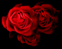 Return to Website