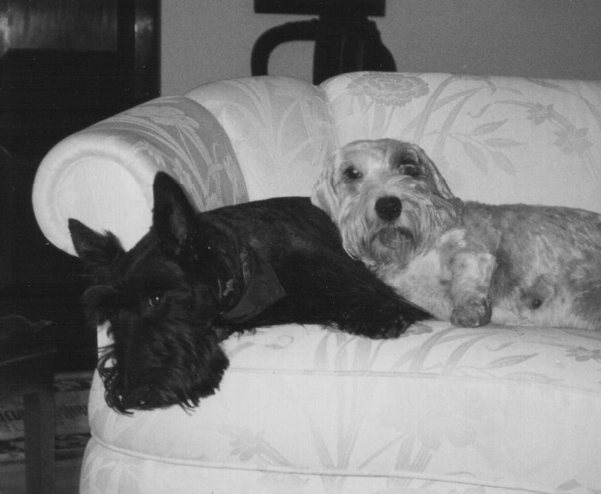 Otis & Tessa-rescues!