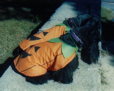 Pumpkins: Alice & Willie