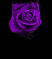 Return to Website